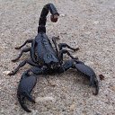  Skorpion, , 46  -  9  2013    