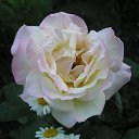  ok, --, 44  -  7  2010   