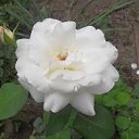  **** , , 64  -  14  2011    20011