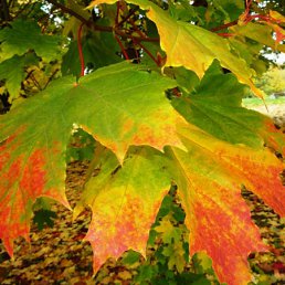 ���� ����, ������ - ��������� 11 ������� 2009