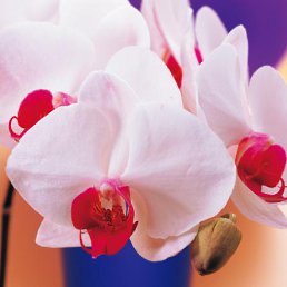 ���� ������, �����������, 49 ��� - ��������� 25 ������ 2013