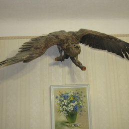 ���� Ns, ������-��-����, 49 ��� - ��������� 6 ������ 2011