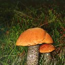  ,  -  22  2012    ߻