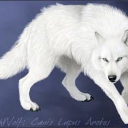���� Ghost_dog(�������), �����������, 45 ��� - ��������� 21 ������� 2012