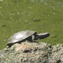 ���� ������, �������, 36 ��� - ��������� 16 ���� 2013 � ������ ���� ����������