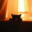 ���� Vik, �������, 44 ���� - ��������� 25 ������� 2010