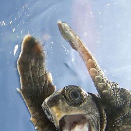 ���� �����, ������, 86 ��� - ��������� 12 ������ 2012