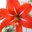 ���� �����, ������, 43 ���� - ��������� 4 ������� 2010 � ������ �������