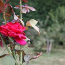 ���� ����, ������, 38 ��� - ��������� 28 ���� 2010 � ������ �������