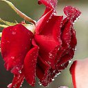  ****,  -  7  2010   *******ROSES*******