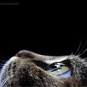  ˸ ),  , 41  -  9  2010   PetLove