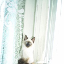 �������, ���������, 48 ���