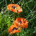  Irixa, , 57  -  30  2009   