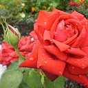 ���� ����, �������, 59 ��� - ��������� 14 �������� 2012 � ������ �������