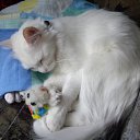 ���� Gg, ������, 24 ���� - ��������� 17 �������� 2010 � ������ ���� �����