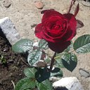 ���� �������, ������������, 67 ��� - ��������� 2 ����� 2012 � ������ �������