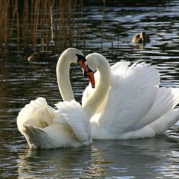 ���� �������, ������, 54 ���� - ��������� 25 ������� 2012