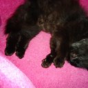 ���� �������, �����-���������, 61 ��� - ��������� 17 ���� 2010 � ������ ���� �����