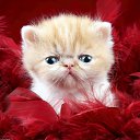 ���� �������, ������, 44 ���� - ��������� 28 �������� 2012 � ������ �������