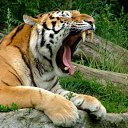 ���� ������, ������, 51 ��� - ��������� 24 ������� 2011