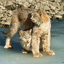 ���� �����, ������, 24 ���� - ��������� 26 ���� 2013