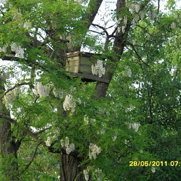 ���� ������, �����, 41 ��� - ��������� 29 ��� 2011