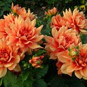  , , 72  -  11  2013     λ