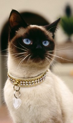 ���� ������, ���������, 71 ��� - ��������� 14 ������ 2012