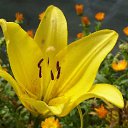 ���� Nusha, ������������, 53 ���� - ��������� 22 ������� 2009 � ������ ������������