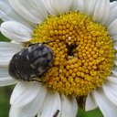 ���� ������, �����������, 65 ��� - ��������� 25 ��� 2012 � ������ ���� ����������