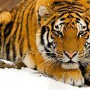 ���� ������, �������, 51 ��� - ��������� 10 ��� 2013