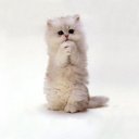 ���� Gross, �����������, 53 ���� - ��������� 27 ������ 2011 � ������ ���������