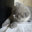 ����� �� ������� ���� ��������