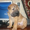 ���� ����, �������, 44 ���� - ��������� 21 ������ 2011 � ������ ���� ��������