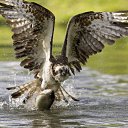 ���� Roxana, ɸ������� - ��������� 1 ��� 2010