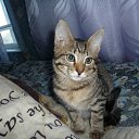  , , 67  -  1  2011    .