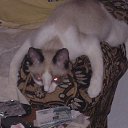 ���� �����, ��� - ��������� 11 ������� 2010 � ������ ���� ������ )�