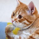 ���� ����, ����, 25 ��� - ��������� 27 ������� 2011 � ������ �Avataria�