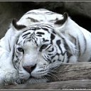 ���� ���������, ����, 46 ��� - ��������� 8 ������ 2012 � ������ ���� ����������
