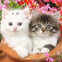 ���� �������, ����, 35 ��� - ��������� 20 �������� 2011