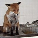 ���� "@����", �����-���������, 25 ��� - ��������� 6 ���� 2010 � ������ ��������-���������