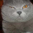  , , 49  -  12  2011   PetLove
