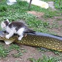 ���� �����, ����-�����������, 47 ��� - ��������� 31 ������ 2013