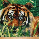 ���� �� ������� ���� �������