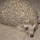 ���� ���������, ������, 30 ��� - ��������� 17 ������ 2012 � ������ ���� �����