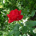  Hamlet, , 45  -  18  2012