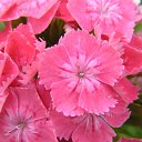  ok, --, 44  -  7  2010   