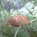 ���� ������ ���������, ������, 47 ��� - ��������� 13 ������ 2013