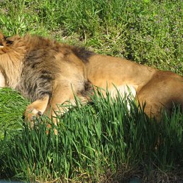 �����, ����, 35 ���