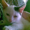 ���� �����, ���������, 33 ���� - ��������� 7 ������ 2010 � ������ ��������� ��������